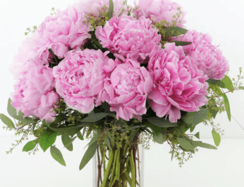Dazzling, Fresh-Cut Peonies Available for a Limited Time