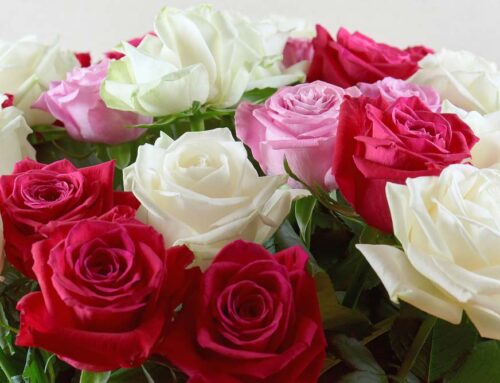 Celebrate Any Occasion and Send Our World Class Roses!