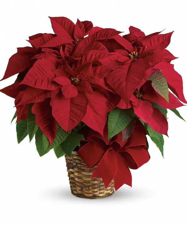 poinsettias