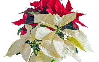 poinsettias