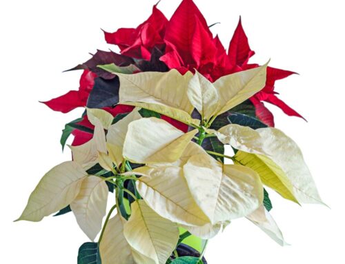 Benefit from Blog Discounts When You Shop with Us for Fresh Poinsettias to Celebrate Poinsettia Day!