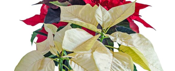 poinsettias