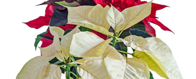 poinsettias