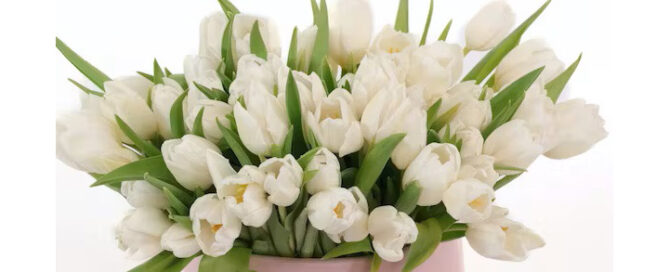 Allens Flowers Presidents Day Flowers Tulips