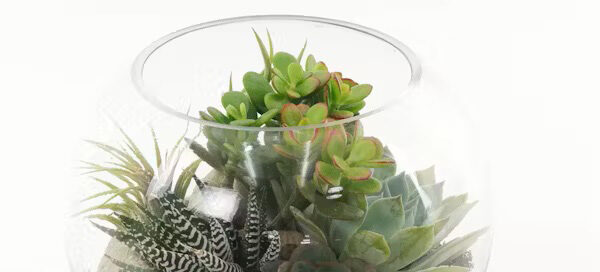 Allen’s Flowers Offers Gorgeous Graduation Flowers and Plants