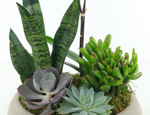 Perfect Mother’s Day Plants: Gift Ideas Every Mom Will Love