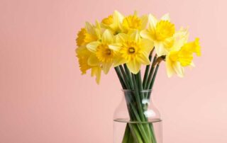 Easter Daffodils