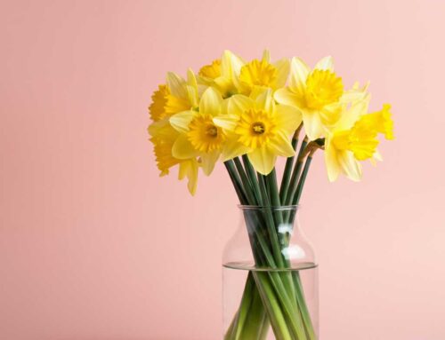 Easter Flowers and Plants Symbolize Rebirth, Renewal and Joy