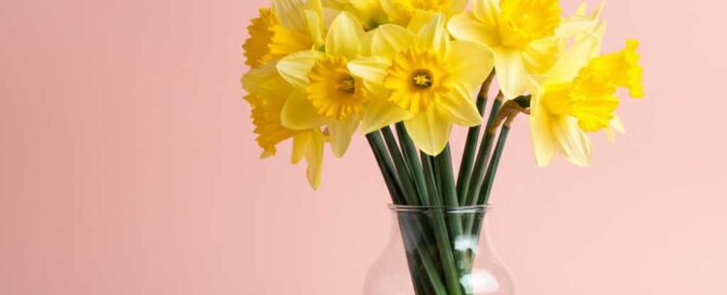 Easter Daffodils