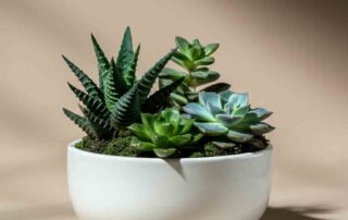 Father's Day Succulent Garden Dish