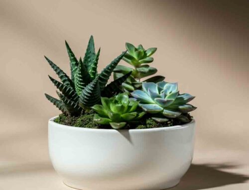 Father’s Day Plants and Flowers Truly Show Your Appreciation