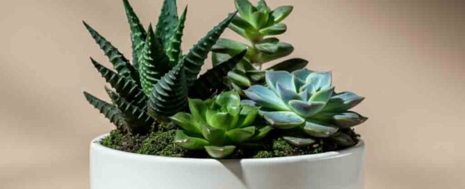Father's Day Succulent Garden Dish
