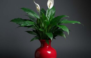 Mother's Day Peace Lily