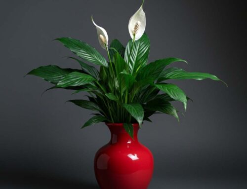 Mother’s Day Plants Show Appreciation and Love