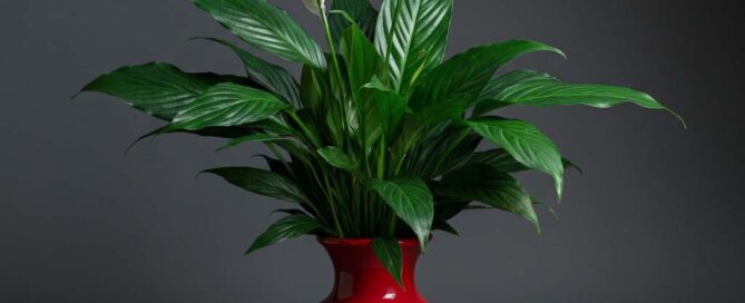 Mother's Day Peace Lily