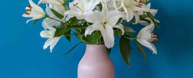 Teacher Lily Flowers for appreciation