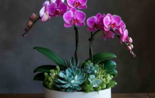 Breathtakingly beautiful phalaenopsis orchids accented by an assortment of succulents presented in a clean, contemporary ceramic container.