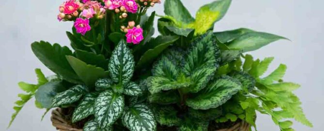 A pink kalanchoe, hypoestes, green nephthytis and both jester and maidenhair ferns are delivered in a delightful oval willow basket.