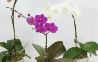 Get Well Flowers