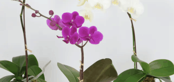 Get Well Flowers