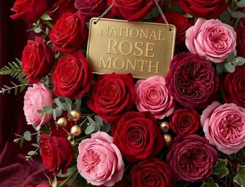 Congratulations Flowers and National Rose Month – Office Delivery